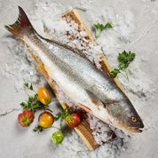 Corvina  Entera Fresca